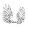 Black and white wings. Pair of white isolated angel style wings with feathers on white background
