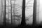 Black and white winter forest,foggy background, leftover leaves on branches and ground