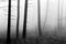 Black and white winter forest, foggy background, leftover leaves on branches and ground
