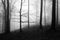 Black and white winter forest, foggy background, leftover leaves on branches and ground