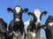 Black and white young dairy cows, Frisian Holstein, standing side by side under a blue sky