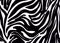 Black-and-white zebra