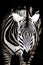 Black and white zebra