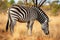a black and white zebra grazing alone