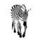 Black and white zebra, isolated animal vector illustration