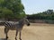 Black and white zebra Keeps distance