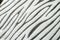 Black and white zebra textile texture