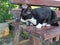 Black and whiter color cat crouched on red wooden bench