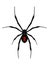 Black widow spider