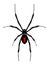 Black widow spider