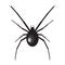 Black widow spider illustration. Spider on white background. Black widow . Spider illustration. Black widow spider