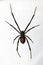 Black Widow Spider Isolated over White Background