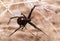 Black Widow spider outdoors