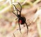 Black Widow spider outdoors