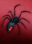Black widow spider on red background