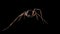 Black Widow Spider walking - CG - Loop with Alpha Channel