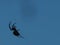 Black widow spider on web on blue sky background in corner