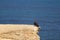 Black wild condor bird on the cliff at Paracas National Reserve in Ica region of Peru