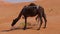 black wild dromedary in Desert of Oman