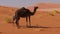 black wild dromedary in Desert of Oman