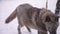 Black wild wolf on leash in the snow in the woods.