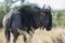 Black wildebeest, Africa