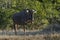 Black wildebeest, Africa