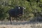 Black wildebeest, Africa