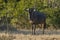 Black wildebeest, Africa