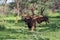 Black wildebeest. African wildlife, Namibia