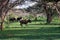 Black wildebeest. African wildlife, Namibia