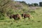 Black wildebeest. African wildlife, Namibia