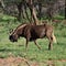 Black wildebeest. African wildlife, Namibia