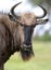 Black Wildebeest Antelope