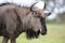 Black Wildebeest Antelope