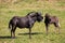 Black wildebeest, Connochaetes gnou with baby