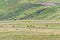 Black wildebeest, Connochaetes gnou, grazing in Golden Gate