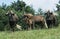 Black Wildebeest, connochaetes gnou, Group with Mother and Calf