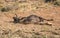 Black Wildebeest Dust Bath