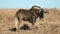 Black wildebeest in grassland