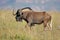 Black wildebeest in grassland