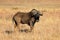 Black wildebeest in grassland - South Africa