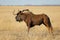 Black wildebeest in grassland - South Africa