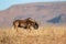 Black wildebeest -Mountain Zebra National Park