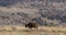 Black wildebeest in natural habitat