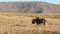 Black wildebeest in open grassland
