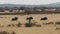 Black wildebeest running on the grass plains of the kalahari in south africa