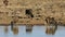 Black wildebeest at a waterhole