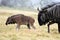 Black Wildebeest and Young