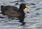 Black wildlife duck animal swimming in the lake